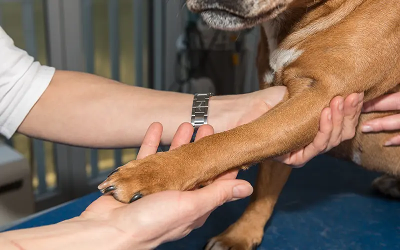 consultation hospitalisation depistage maladie animaux arche en ville cabinet veterinaire vevey