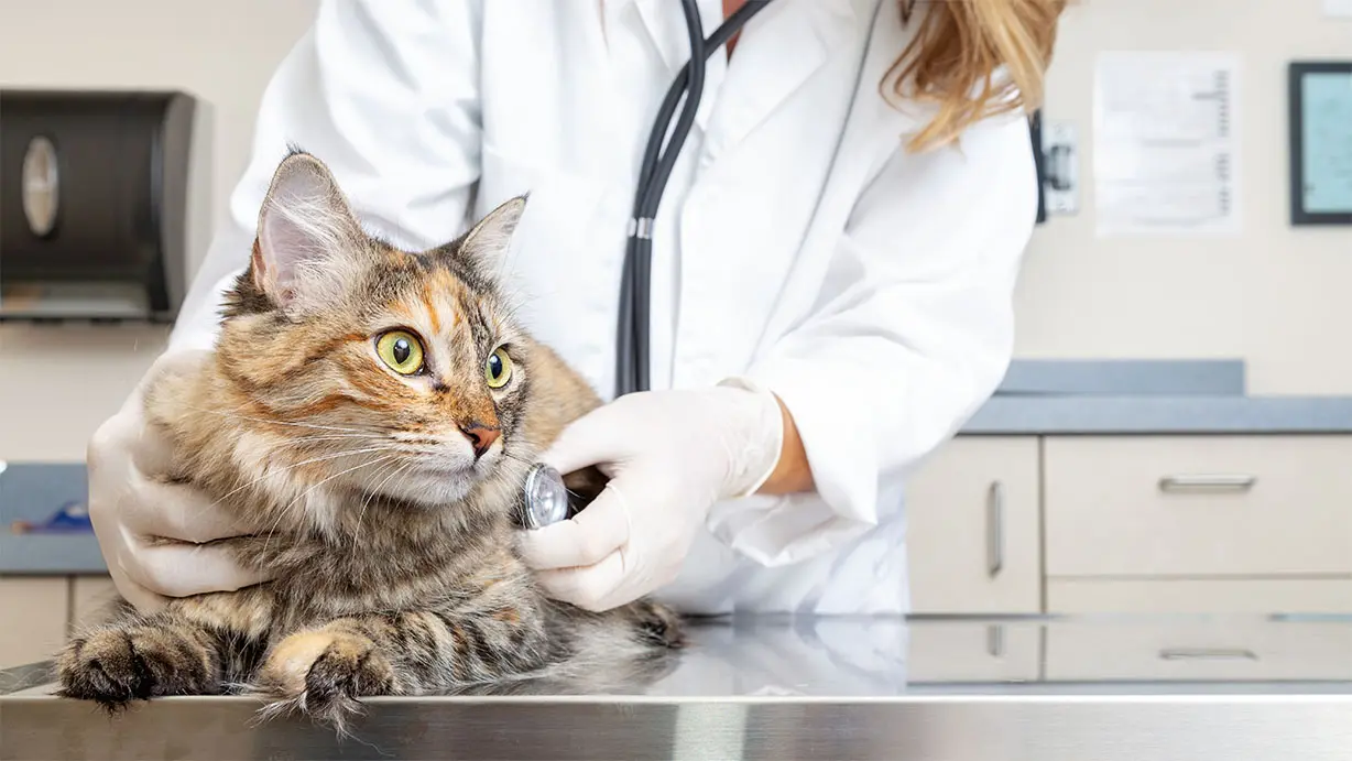 arche-en-ville-cabinet-veterinaire-vevey-home