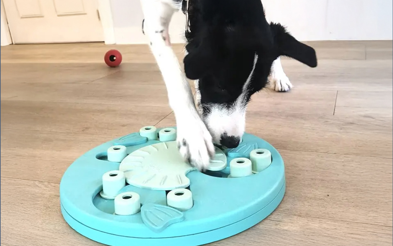 Bilan-de-comportement-veterinaire-arche-en-ville-cabinet-veterinaire-vevey-home