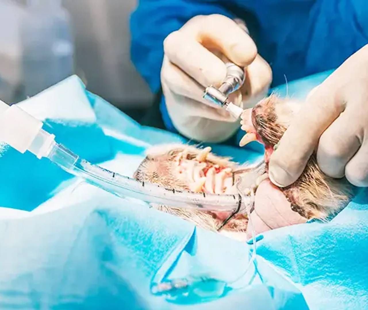 Chirurgie-dentaire-veterinaire-arche-en-ville-cabinet-veterinaire-vevey-home