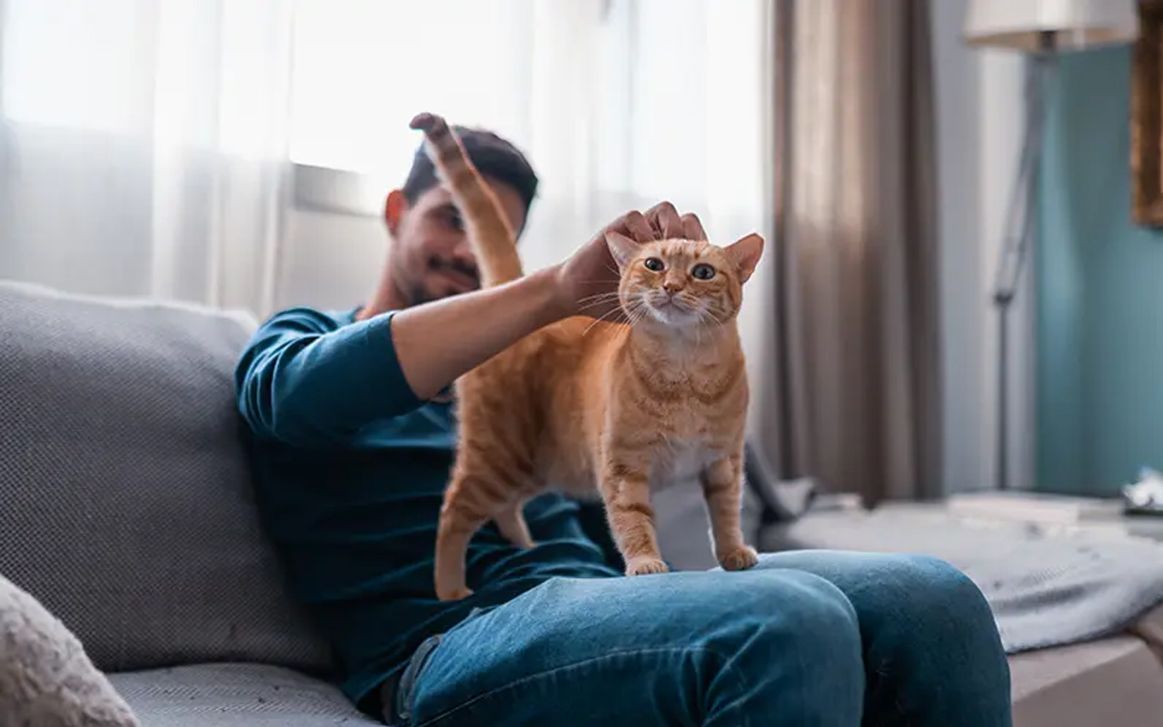 Consultation-sur-place-ou-a-distance-arche-en-ville-cabinet-veterinaire-vevey-home