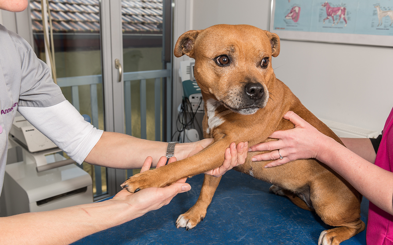 Consultations-osteopathie-veterinaire-arche-en-ville-cabinet-veterinaire-vevey-home