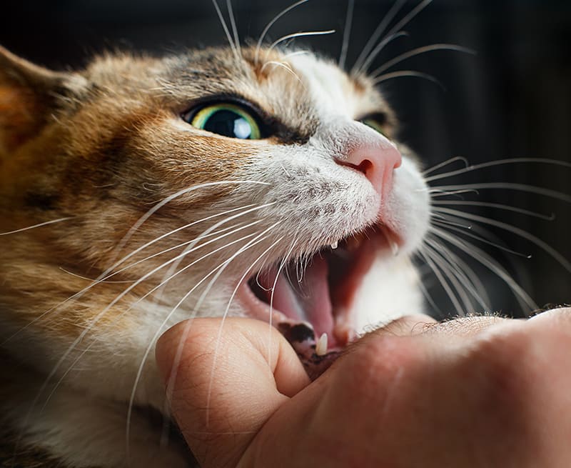 Dentisterie-medicale-arche-en-ville-cabinet-veterinaire-vevey-urgences