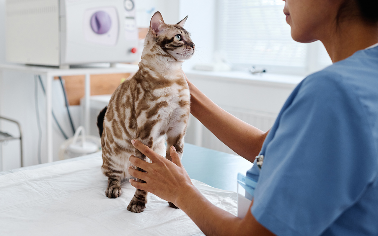 Deroulement-une-seance-arche-en-ville-cabinet-veterinaire-vevey-home