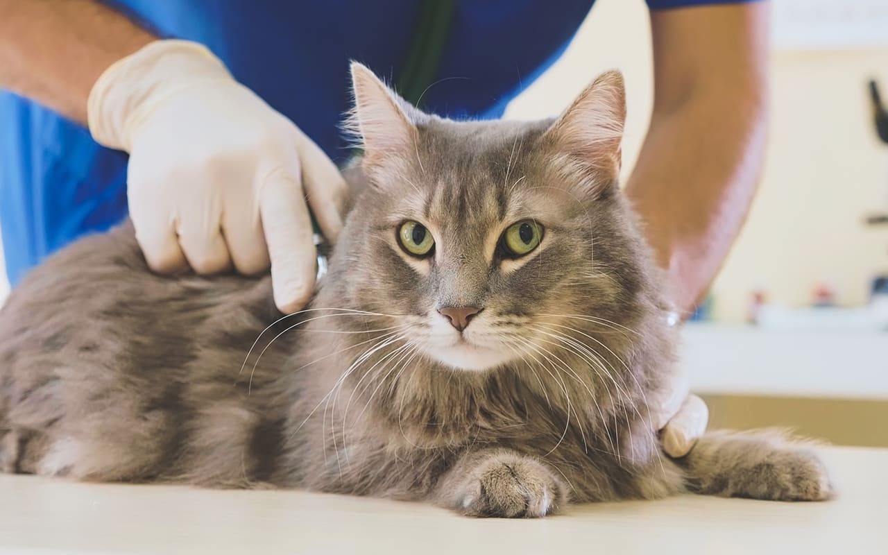 Des-soins-veterinaires-complets-et-personnalises-medicale-arche-en-ville-cabinet-veterinaire-vevey-urgences