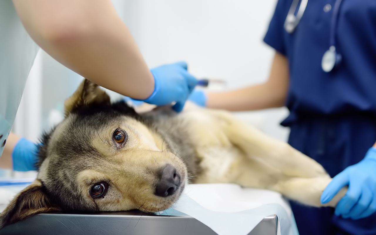 Hospitalisation-veterinaire-arche-en-ville-cabinet-veterinaire-vevey-home