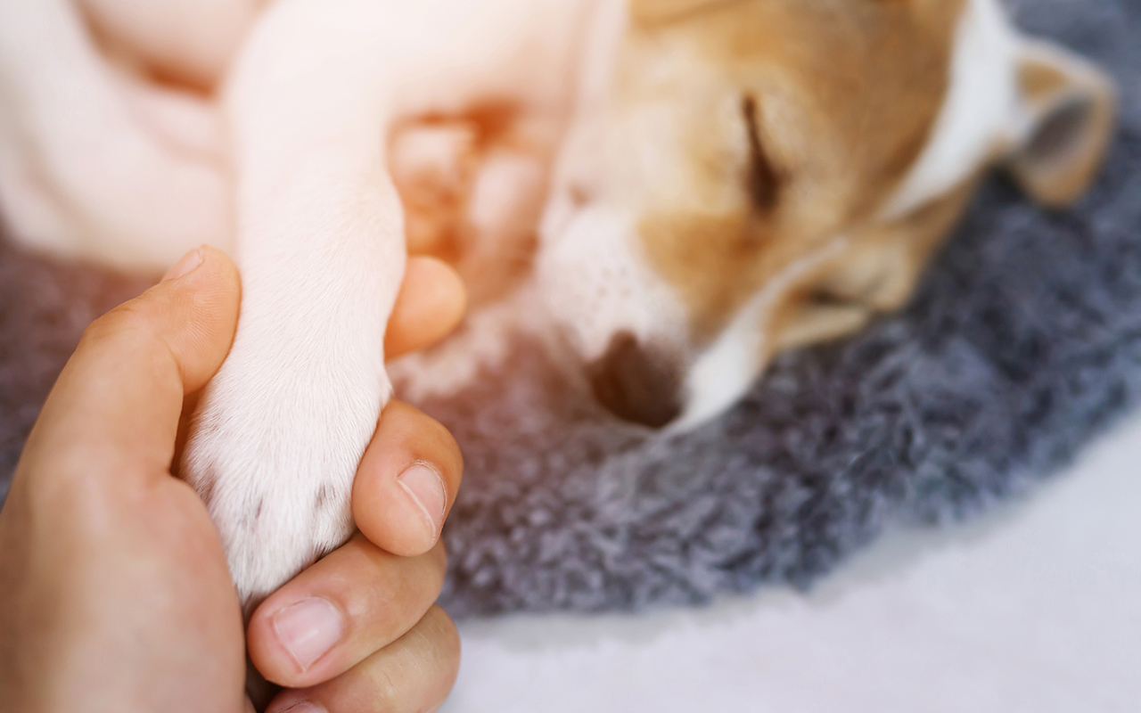 Lutte-contre-la-douleur-arche-en-ville-cabinet-veterinaire-vevey-home