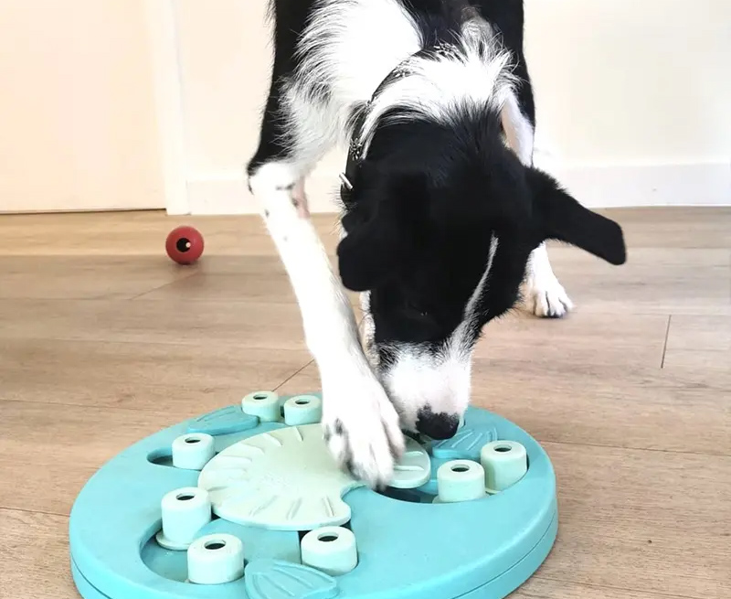 Medecine-du-comportement-arche-en-ville-cabinet-veterinaire-vevey-urgences