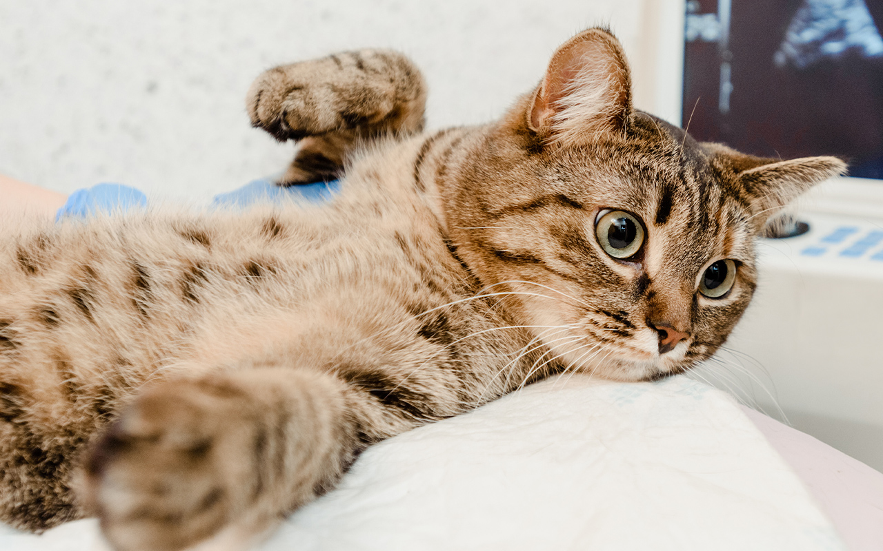 Notre-mission-arche-en-ville