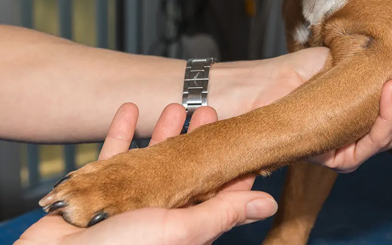 Orthopedie-veterinaire-arche-en-ville-cabinet-veterinaire-vevey-home