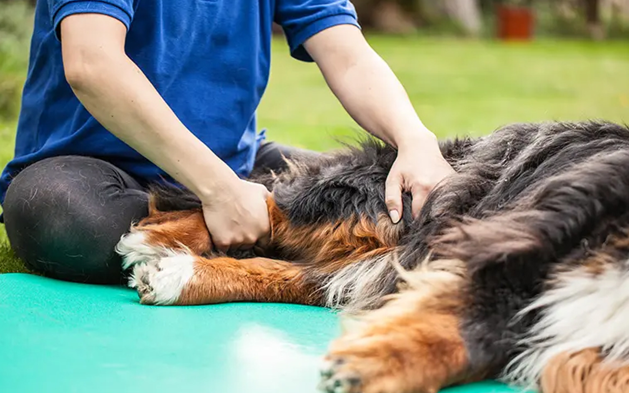 Osteopathie-veterinaire-arche-en-ville-cabinet-veterinaire-vevey-home