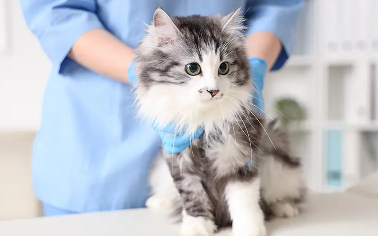 Pose-de-puce-electronique-arche-en-ville-cabinet-veterinaire-vevey-home