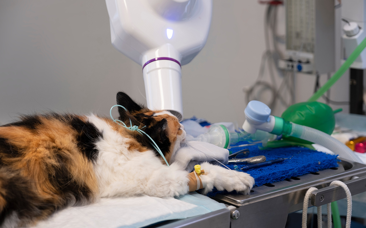 Radiographie-dentaire-veterinaire-arche-en-ville-cabinet-veterinaire-vevey-home