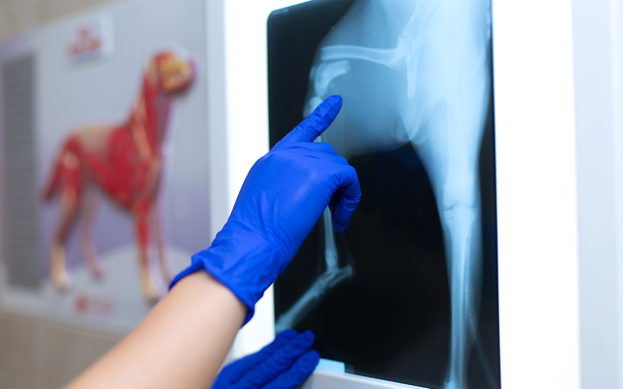 Radiographie-veterinaire-numerique-arche-en-ville-cabinet-veterinaire-vevey-home