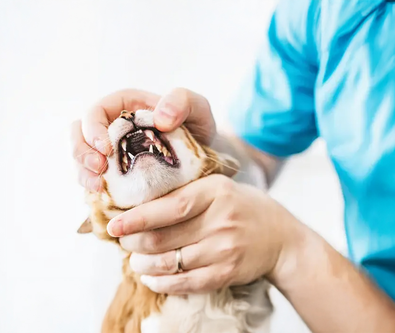 Hygiene-bucco-dentaire-veterinaire-veterinaire-arche-en-ville-cabinet-veterinaire-vevey-home