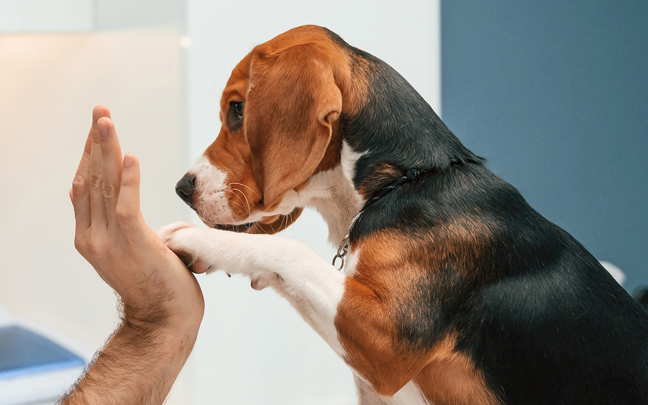 Soins-et-conseils-veterinaires-AMV-arche-en-ville-cabinet-veterinaire-vevey-home