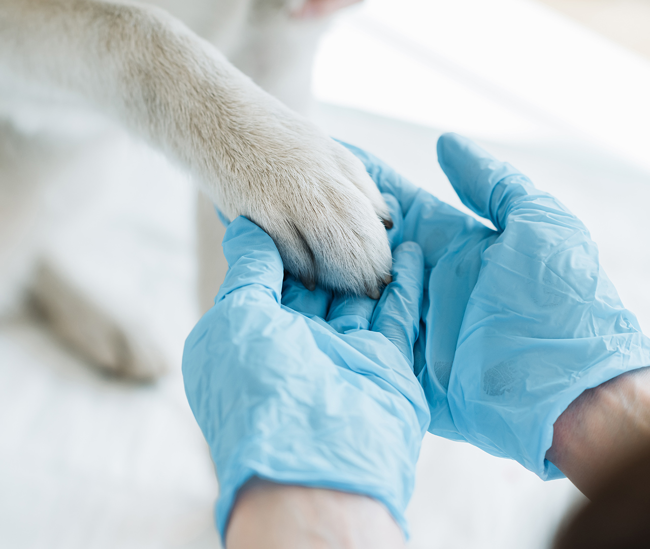 Soins-veterinaires-et-equipements-modernes-arche-en-ville-cabinet-veterinaire-vevey-home