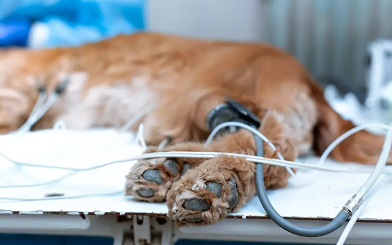 Sterilisation-par-laparoscopie-arche-en-ville