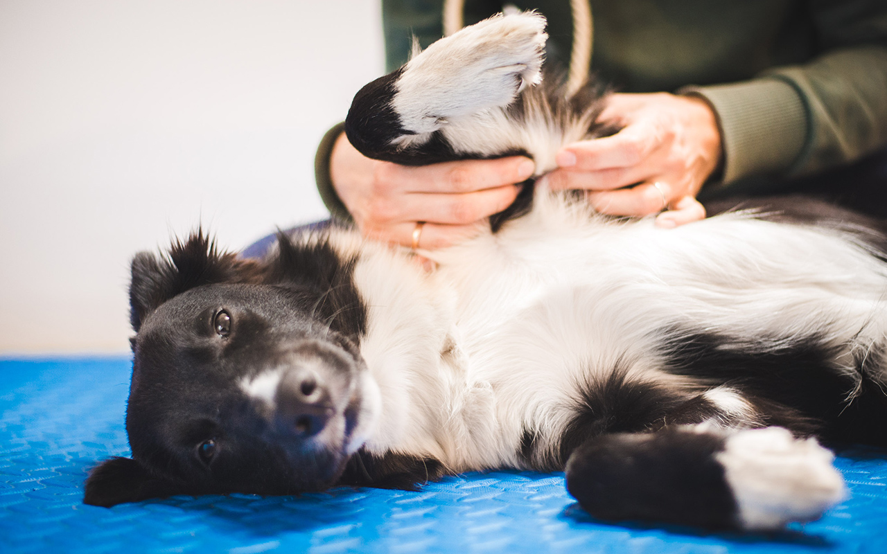 Suivi-personnalise-arche-en-ville-cabinet-veterinaire-vevey-home