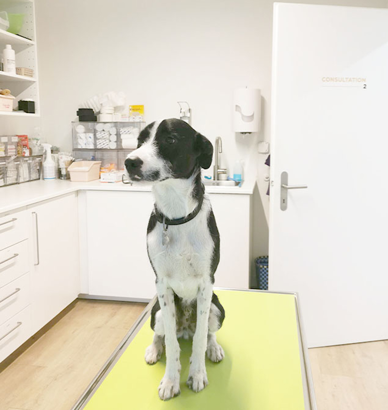 Un-cabinet-vétérinaire-moderne-et-accessible-à-Vevey-arche-en-ville