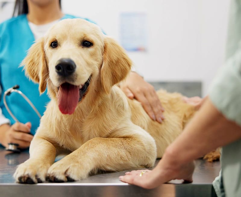 chirurgie-medicale-arche-en-ville-cabinet-veterinaire-vevey-urgences