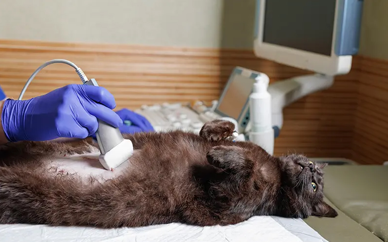 echographie-veterinaire-arche-en-ville-cabinet-veterinaire-vevey-home