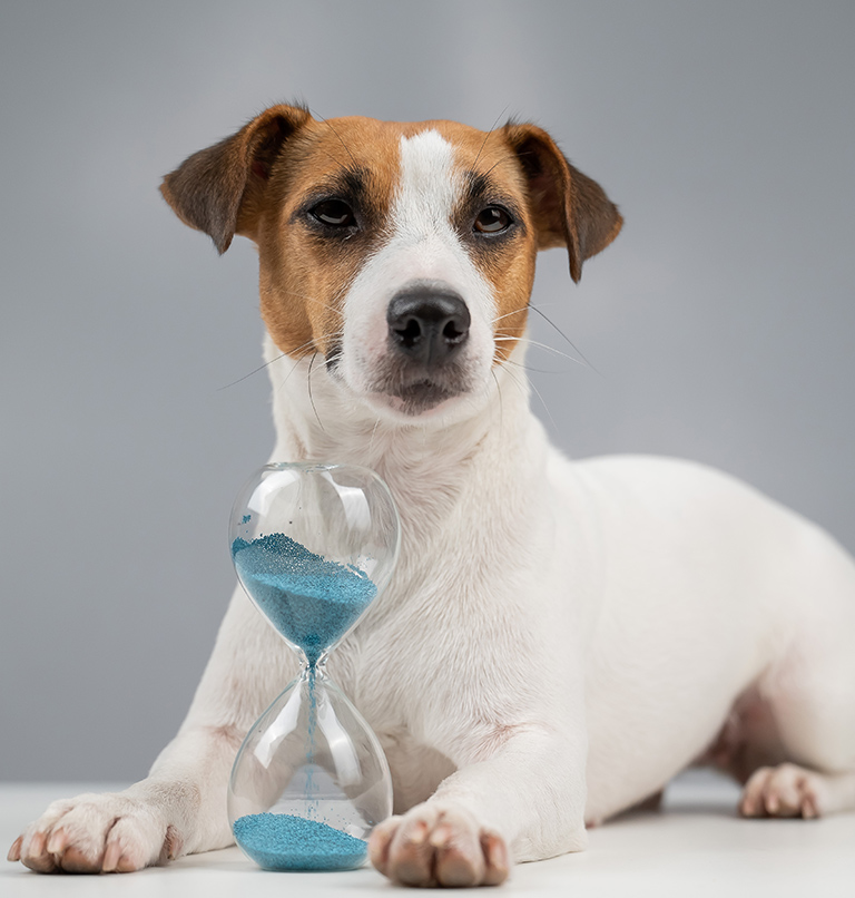 horaires-arche-en-ville-cabinet-veterinaire-vevey-urgences