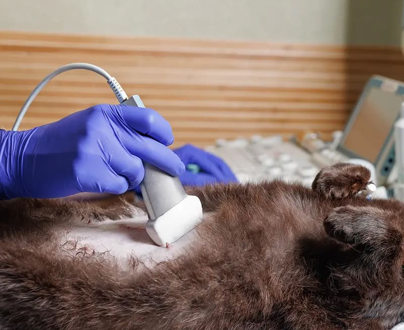 imagerie-medicale-arche-en-ville-cabinet-veterinaire-vevey-urgences