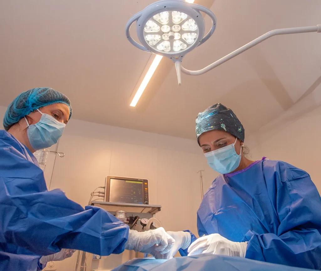 Chirurgie-dentaire-veterinaire-arche-en-ville-cabinet-veterinaire-vevey-home