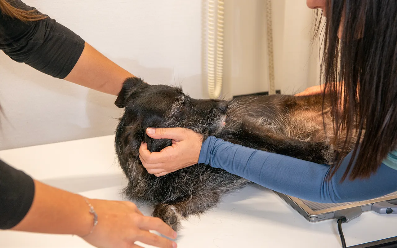 Confort-et-bien-etre-durant-hospitalisation-et-convalescence-veterinaire-veterinaire-arche-en-ville-cabinet-veterinaire-vevey-home