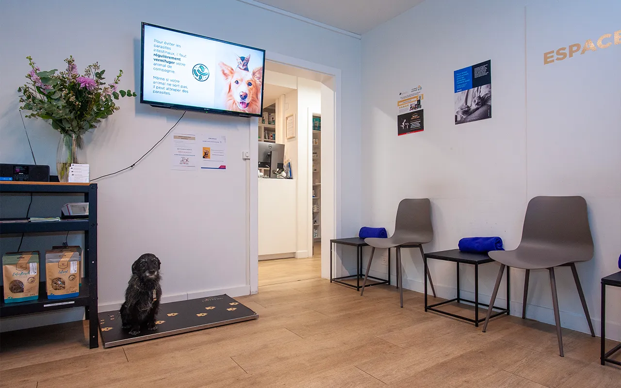 Consultation-sur-place-ou-a-distance-arche-en-ville-cabinet-veterinaire-vevey-home-768x480