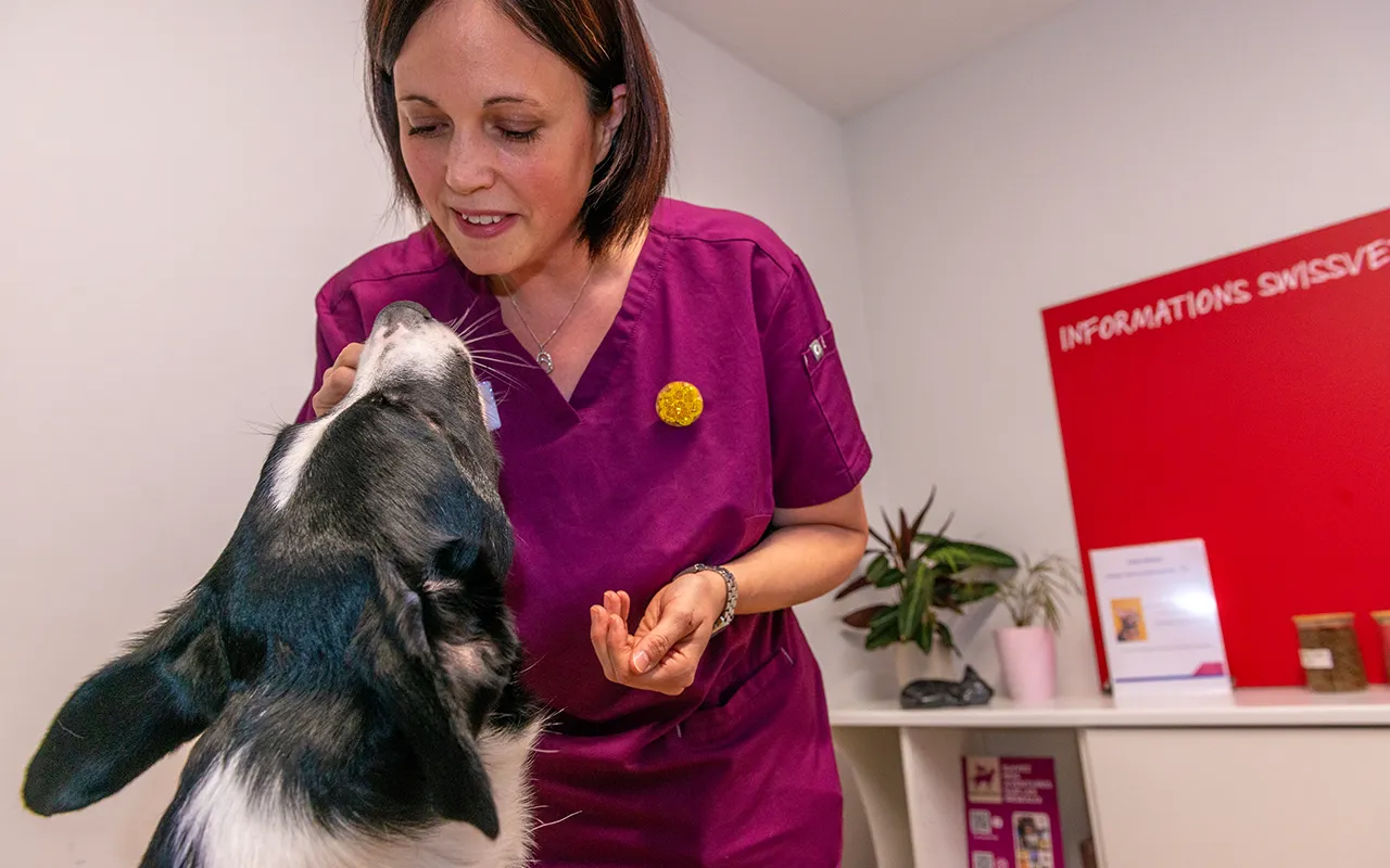 Consultations-pubertaires-pour-chiens-arche-en-ville-cabinet-veterinaire-vevey-home