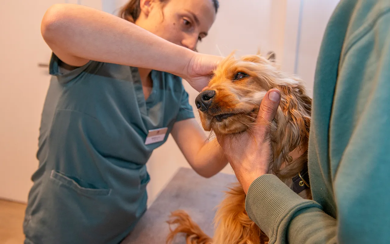 Dermatologie-veterinaire-arche-en-ville-cabinet-veterinaire-vevey-home