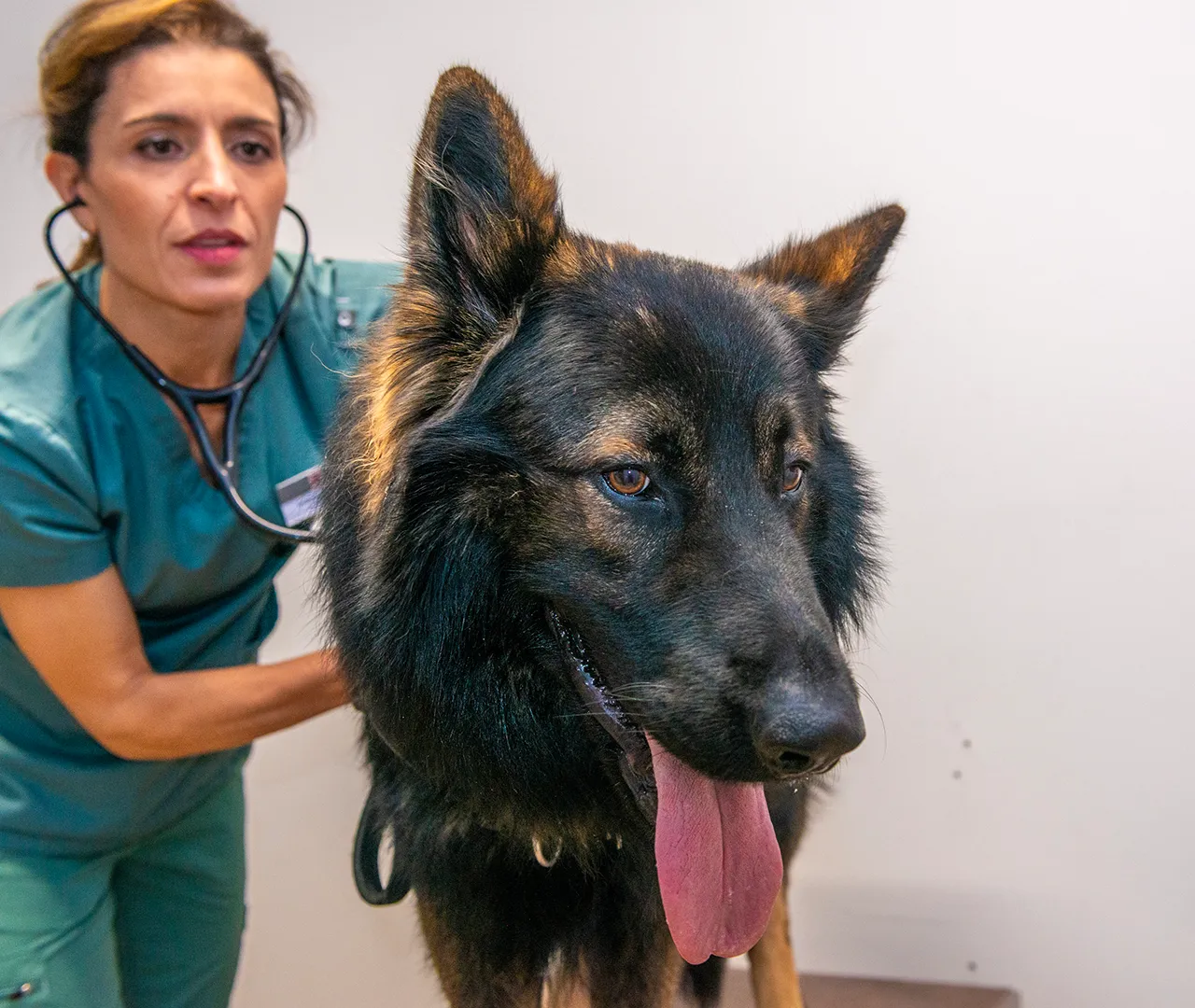 Gastroenterologie-veterinaire-arche-en-ville-cabinet-veterinaire-vevey-home