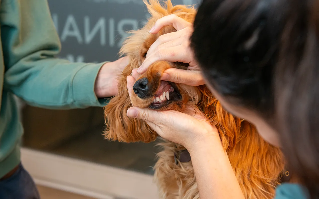 Hygiene-bucco-dentaire-veterinaire-veterinaire-arche-en-ville-cabinet-veterinaire-vevey-home