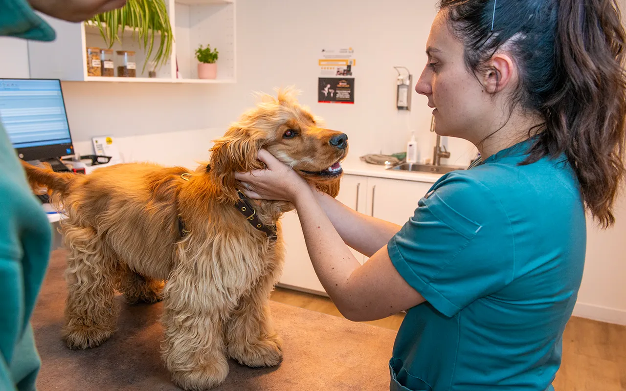 Medecine-veterinaire-generale-arche-en-ville-cabinet-veterinaire-vevey
