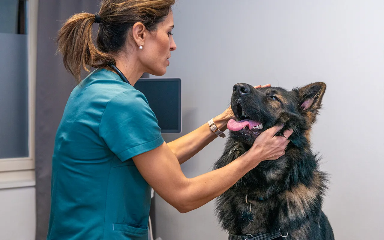 Medecine-veterinaire-preventive-arche-en-ville-cabinet-veterinaire-vevey