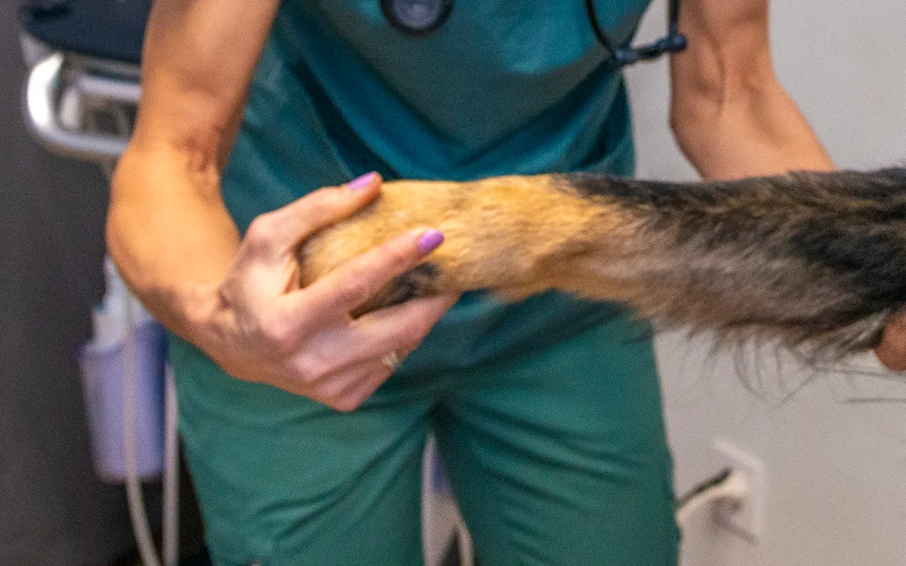 Orthopedie-veterinaire-arche-en-ville-cabinet-veterinaire-vevey-home