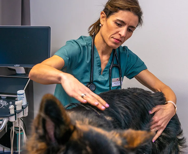 Osteopathie-arche-en-ville-cabinet-veterinaire-vevey-urgences