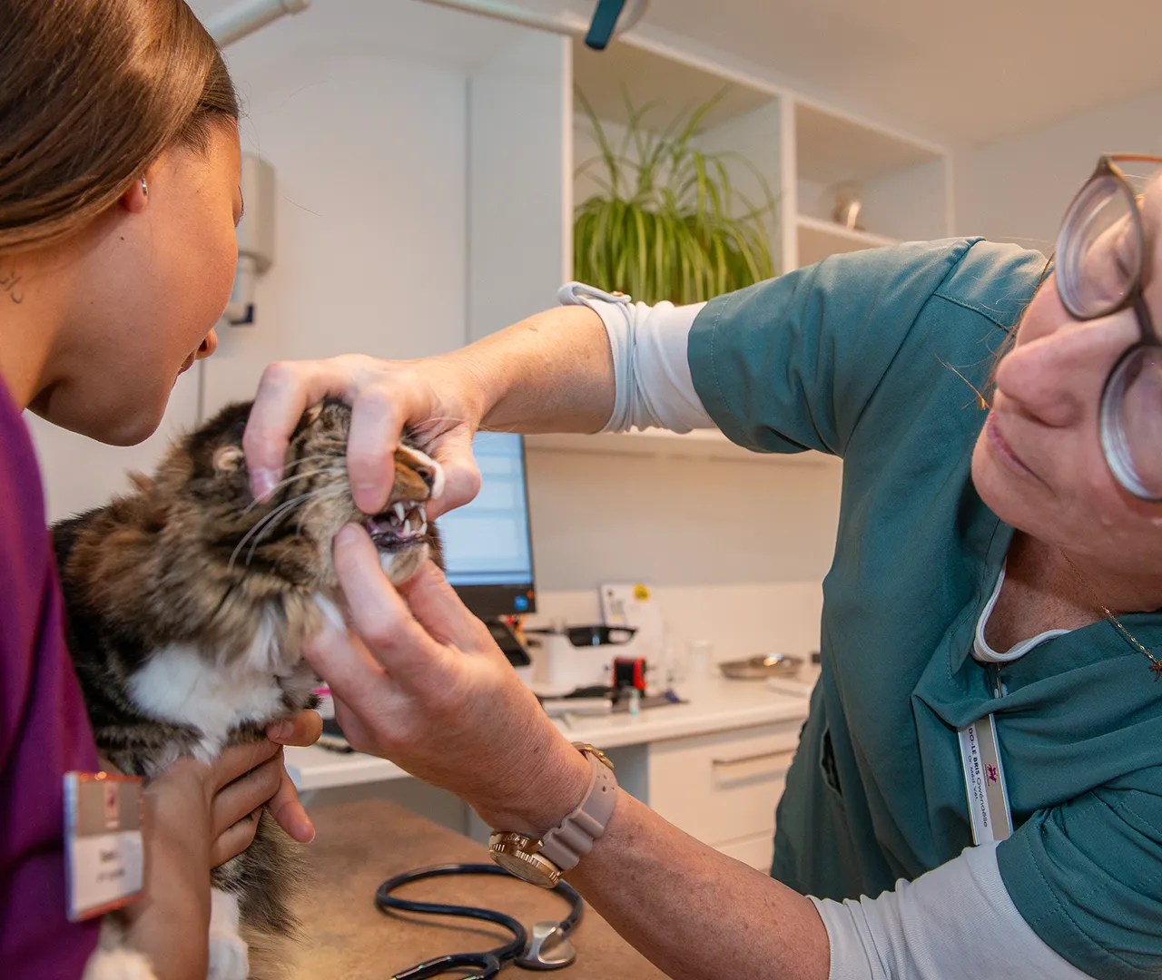 Sante-bucco-dentaire-veterinaire-arche-en-ville-cabinet-veterinaire-vevey-home