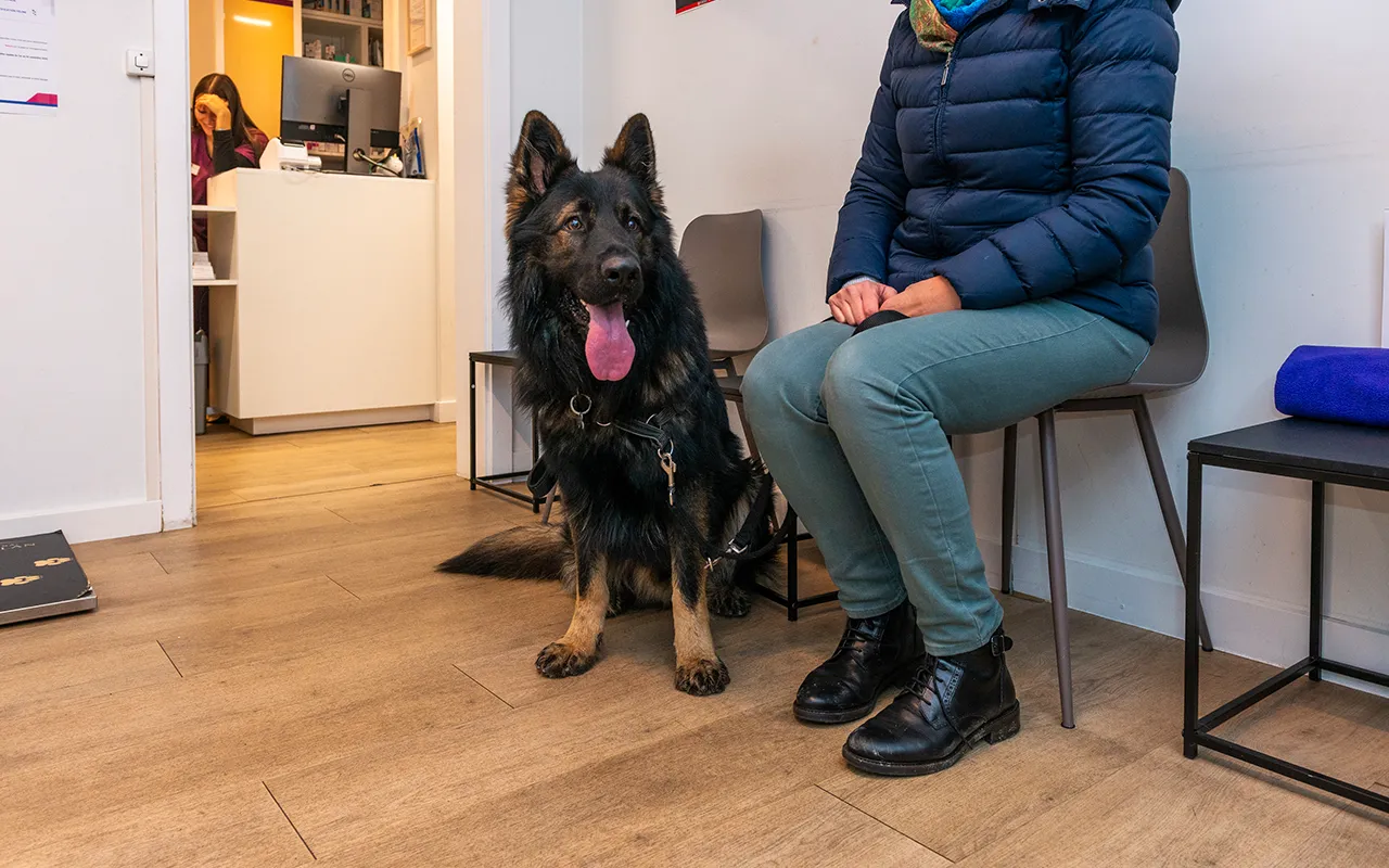 Suivi-personnalise-arche-en-ville-cabinet-veterinaire-vevey-home-768x480