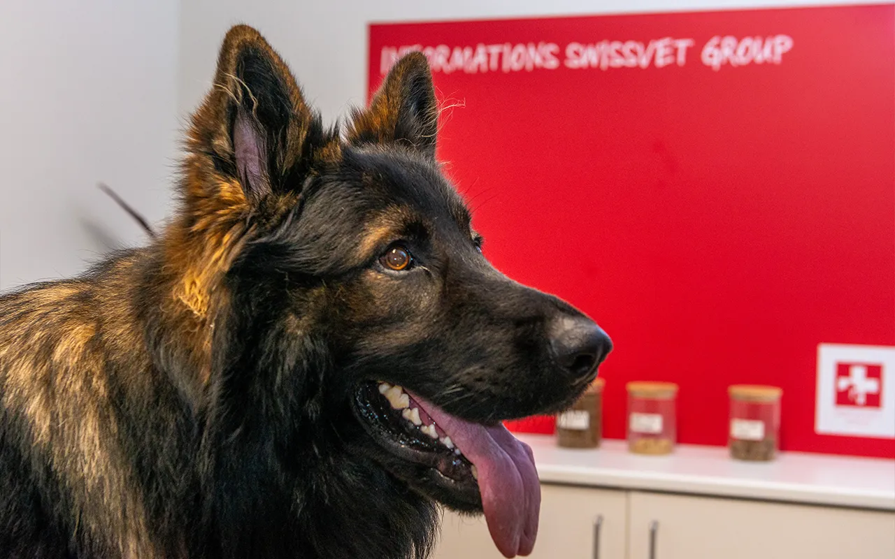 Un-espace-dedie-au-confort-et-au-bien-etre-animal-veterinaire-veterinaire-arche-en-ville-cabinet-veterinaire-vevey-home
