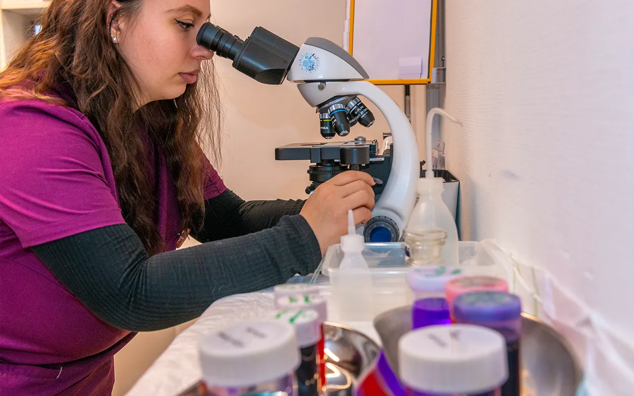 ecouvillons-raclages-cutanes-cytologie-arche-en-ville-cabinet-veterinaire-vevey-home