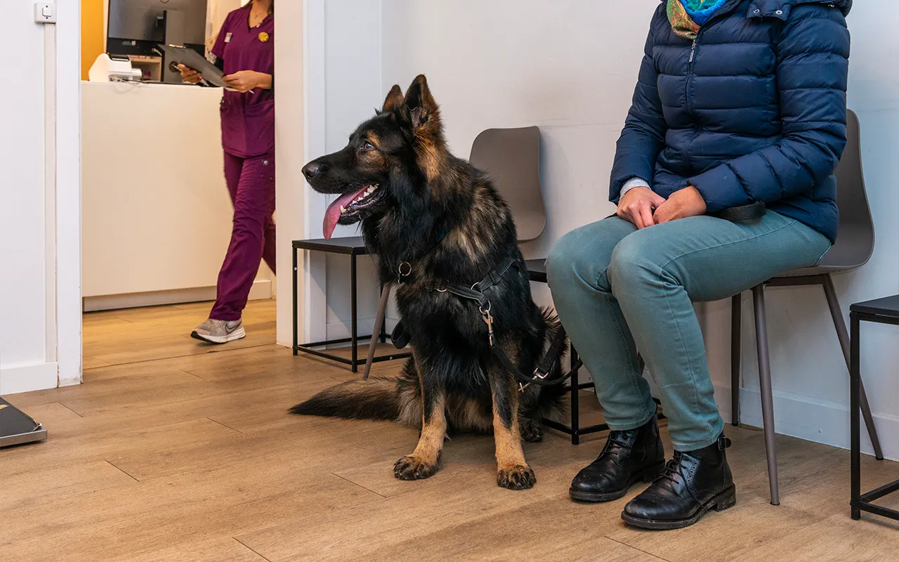 horaire-medicale-arche-en-ville-cabinet-veterinaire-vevey-urgences