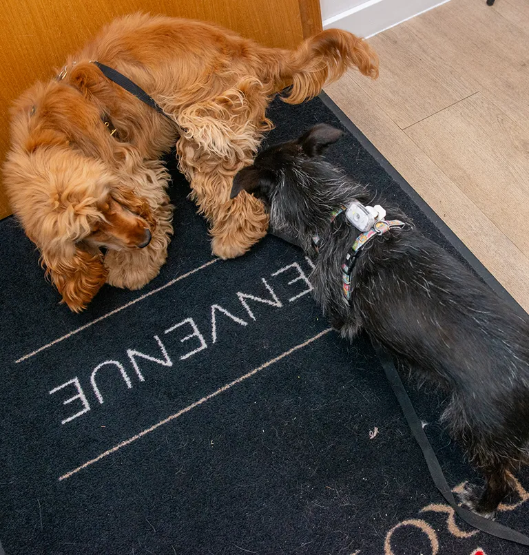 horaires-arche-en-ville-cabinet-veterinaire-vevey-urgences